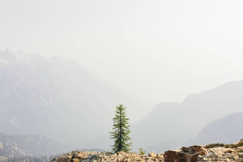 A single pine tree on a rocky summit